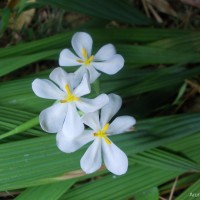 Eleutherine bulbosa (Mill.) Urb.
